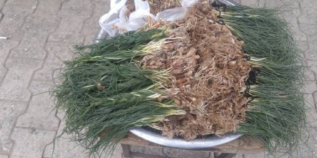 Ot deyip geçmeyin! Doğada kendiliğinden yetişiyor, kilosu 15.000 TL’yi buluyor 2